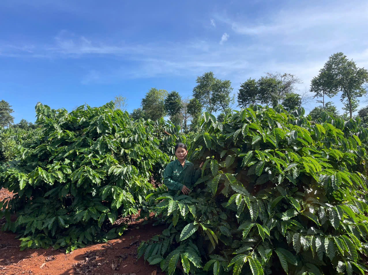 HIỆU QUẢ  SỬ DỤNG NGUỒN VỐN CỦA NHCSXH TRONG VIỆC PHÁT TRIỂN KINH TẾ TẠI THÔN 15 XÃ EA KIẾT