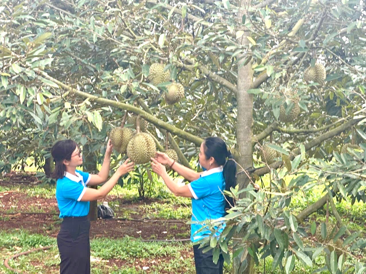 GƯƠNG ĐIỂN HÌNH HỘI VIÊN PHỤ NỮ VAY VỐN TỪ NGUỒN NGÂN HÀNG CHÍNH SÁCH XÃ HỘI