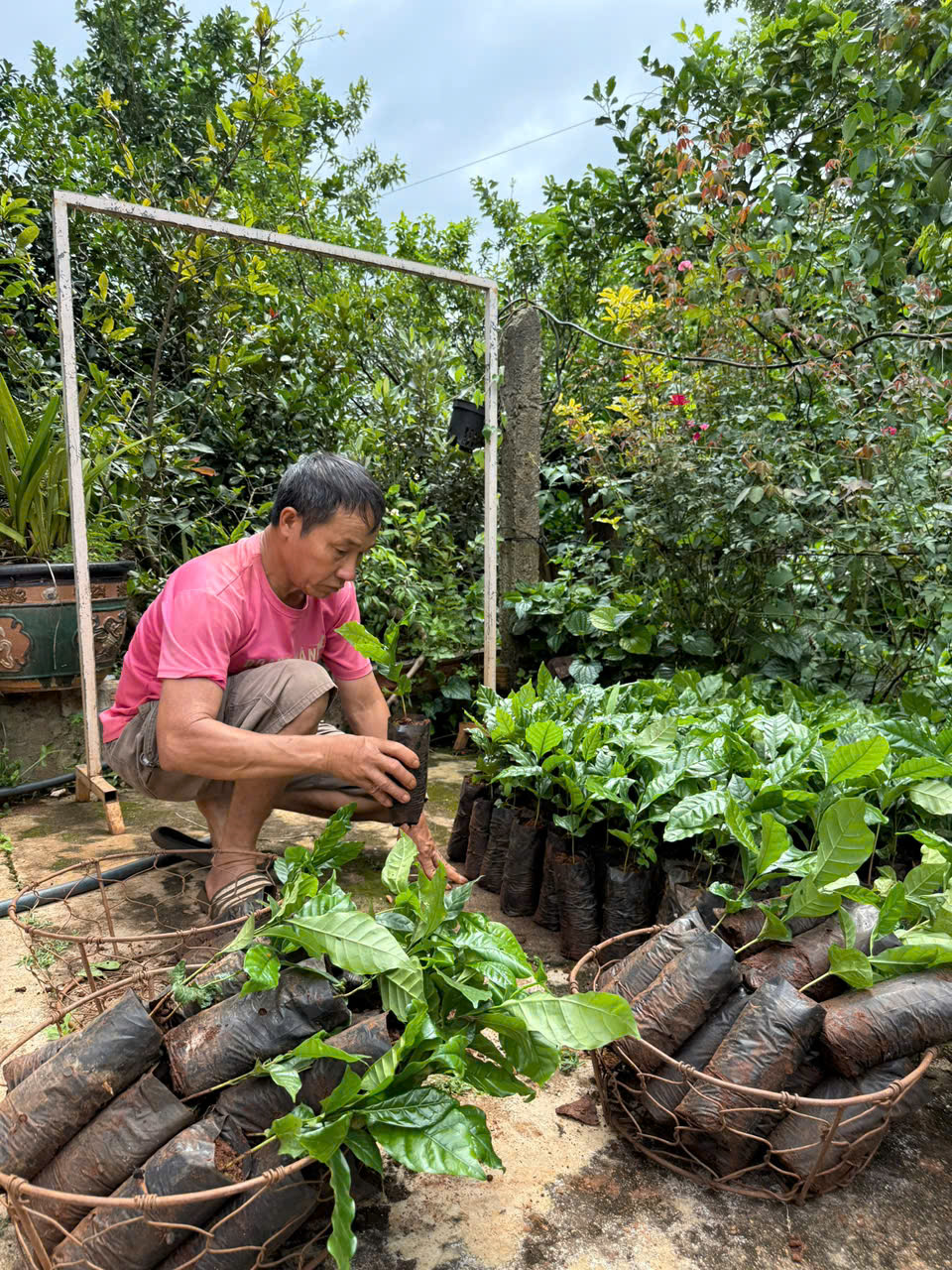 Hiệu quả của chương trình cho vay hỗ trợ tạo việc làm, duy trì và mở rộng việc làm đối với hộ vay trồng cây cà phê.